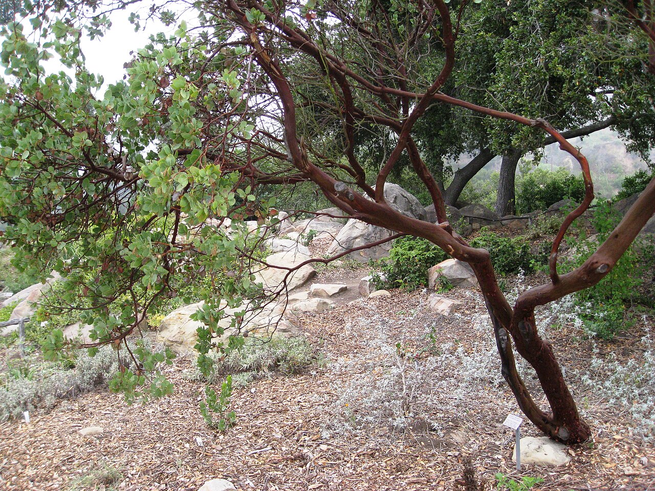 Bigberry Manzanita (Arctostaphylos glauca) - PlantNative.org Bigberry manzanita (Arctostaphylos glauca) trunk and branches showing smooth deep red-purple bark