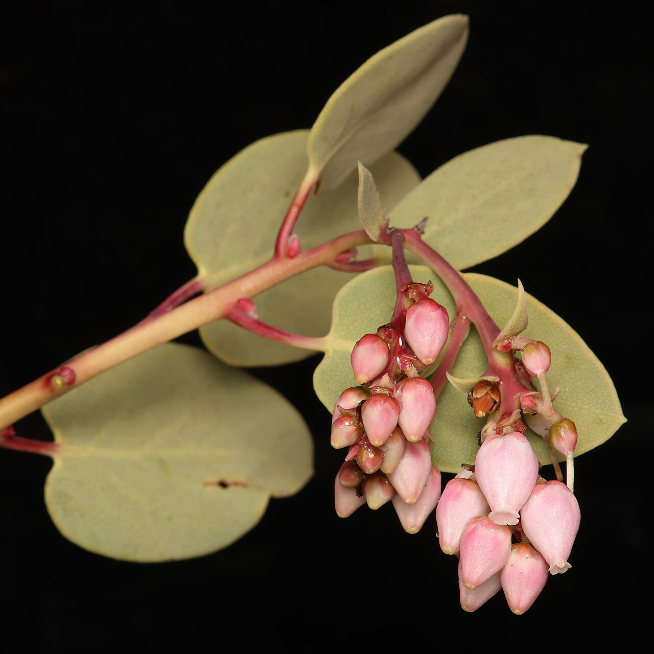 Bigberry Manzanita (Arctostaphylos glauca) - PlantNative.org Close-up of bigberry manzanita (Arctostaphylos glauca) showing pink urn-shaped flowers, red stems, and pale gray-green leaves