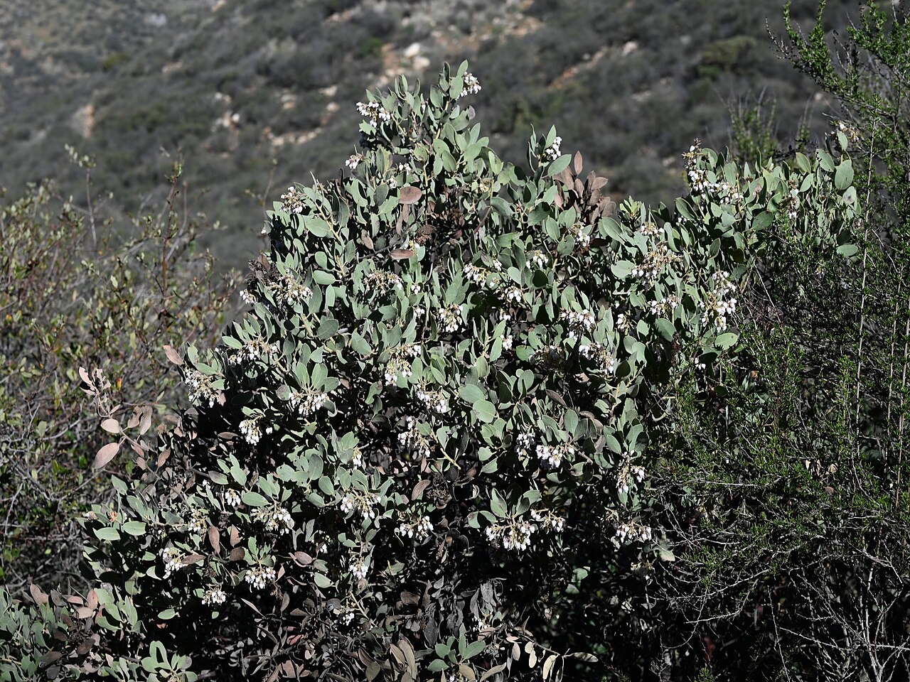 Bigberry Manzanita (Arctostaphylos glauca) - PlantNative.org Bigberry manzanita (Arctostaphylos glauca) large shrub in chaparral habitat with pale gray-green leaves and small white flower clusters