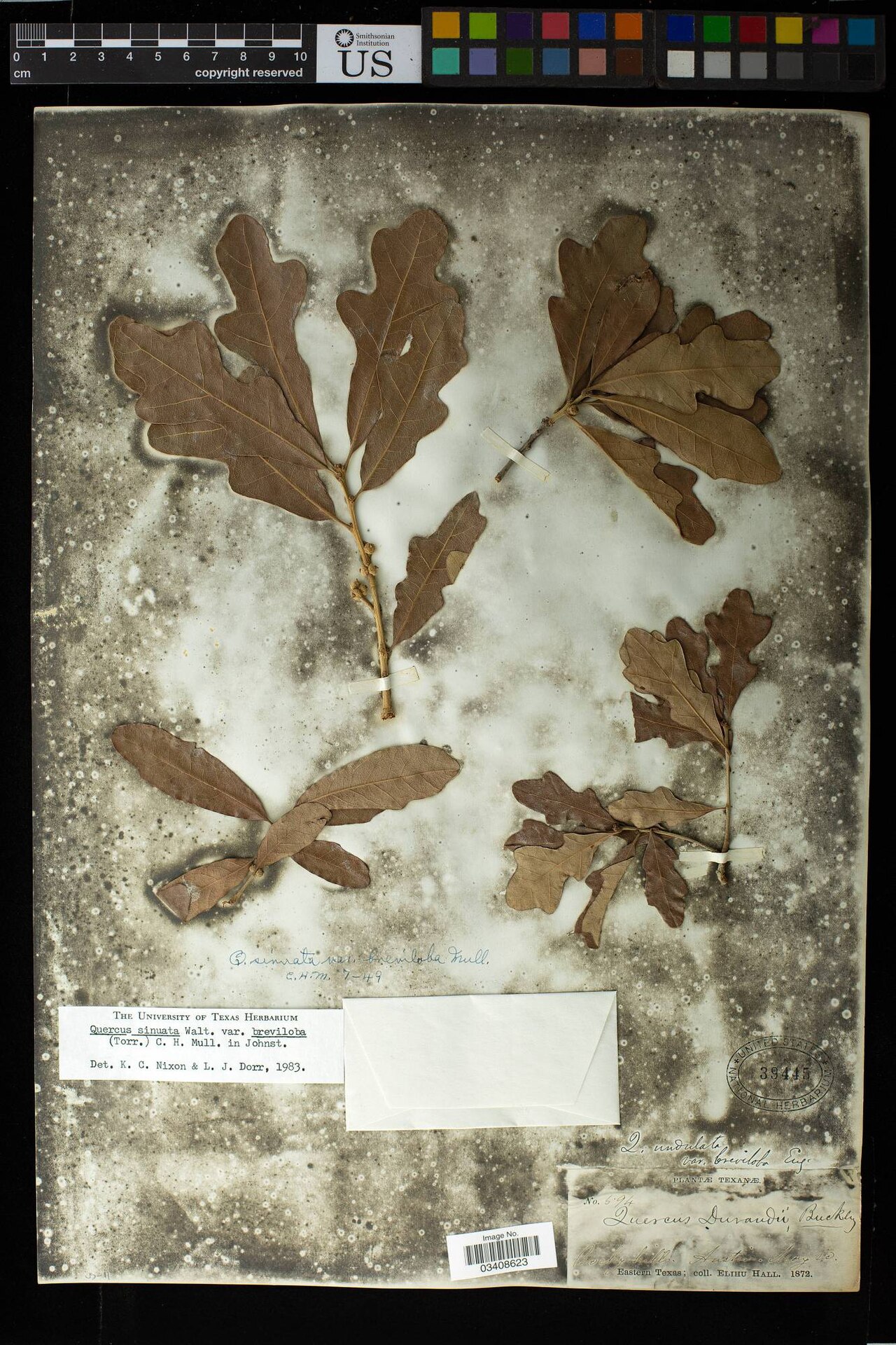 Bigelow Oak (Quercus sinuata var. breviloba) - PlantNative.org Pressed herbarium specimen of Bigelow oak (Quercus sinuata var. breviloba) showing shallow-lobed leaves collected near Austin, Texas