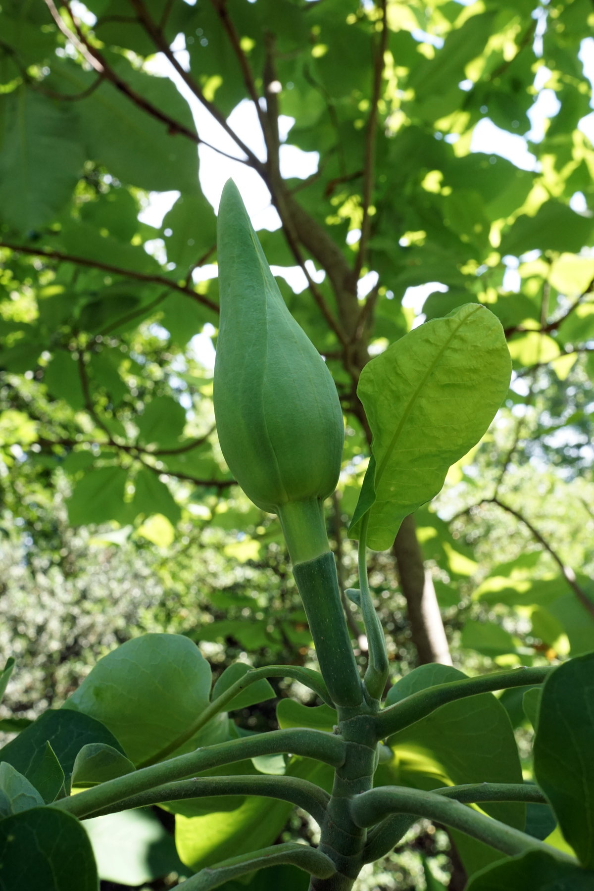 Bigleaf Magnolia (Magnolia macrophylla) - PlantNative.org Bigleaf Magnolia (Magnolia macrophylla) large pointed flower bud about to open, beside a young leaf