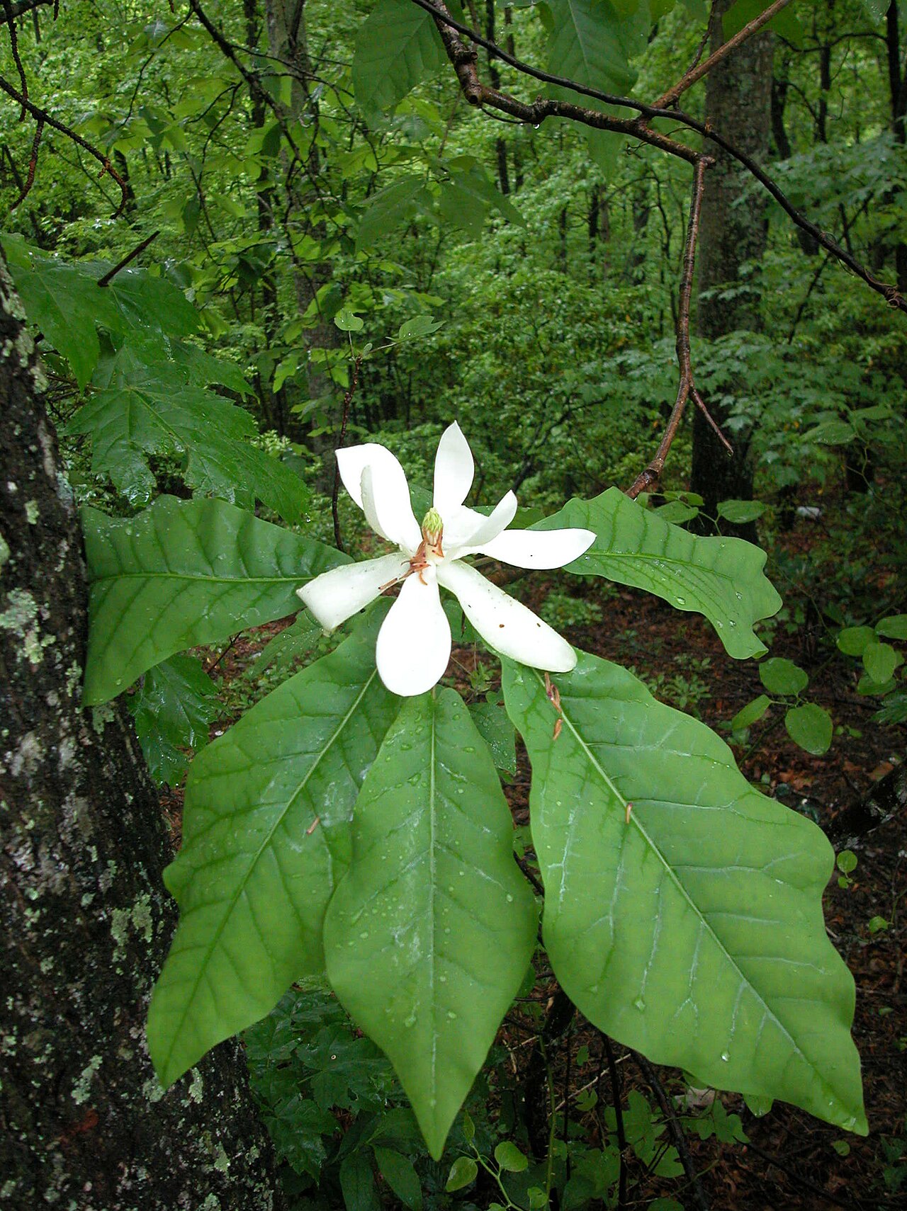 Bigleaf Magnolia (Magnolia macrophylla) - PlantNative.org Bigleaf Magnolia (Magnolia macrophylla) huge creamy flower nestled among its oversized leaves in a North Carolina forest