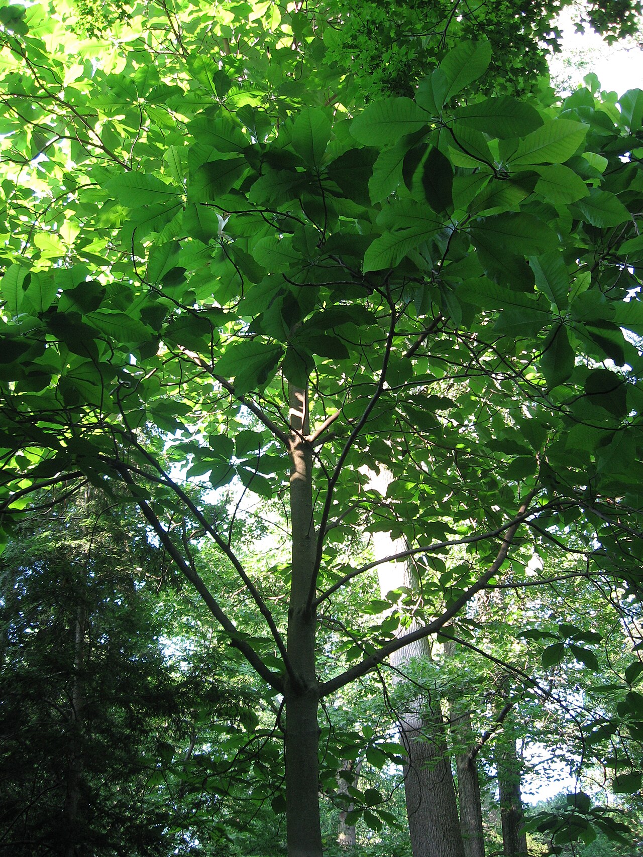 Bigleaf Magnolia (Magnolia macrophylla) - PlantNative.org Bigleaf Magnolia (Magnolia macrophylla) young tree showing its layered crown of enormous leaves
