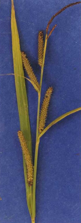 Bigleaf Sedge (Carex amplifolia) - PlantNative.org Pressed specimen of Bigleaf Sedge (Carex amplifolia) showing broad leaf blade and several cylindrical, drooping seed spikes