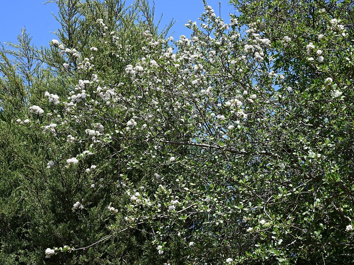Bigpod Ceanothus (Ceanothus megacarpus) - PlantNative.org Bigpod ceanothus (Ceanothus megacarpus) shrub covered in white flower clusters in Santa Barbara Botanic Garden