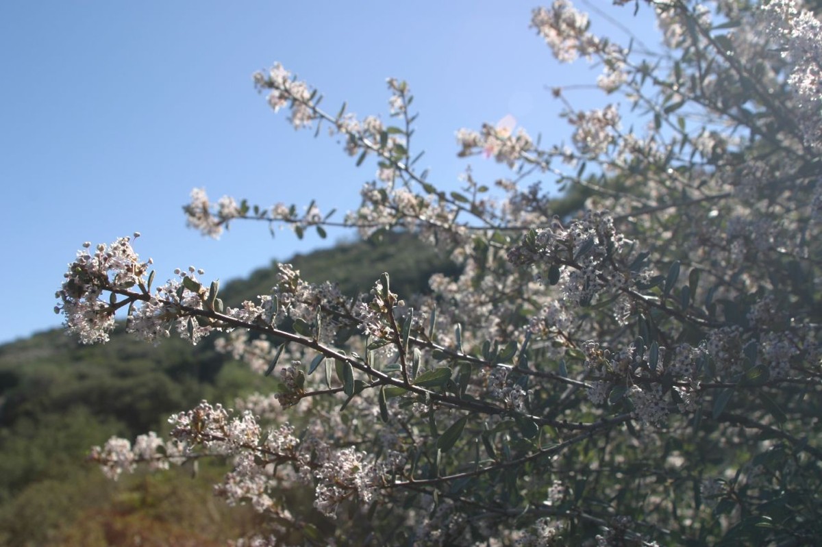 Bigpod Ceanothus (Ceanothus megacarpus) - PlantNative.org Flowering branch of Bigpod ceanothus (Ceanothus megacarpus) against chaparral hillside habitat in the Santa Monica Mountains