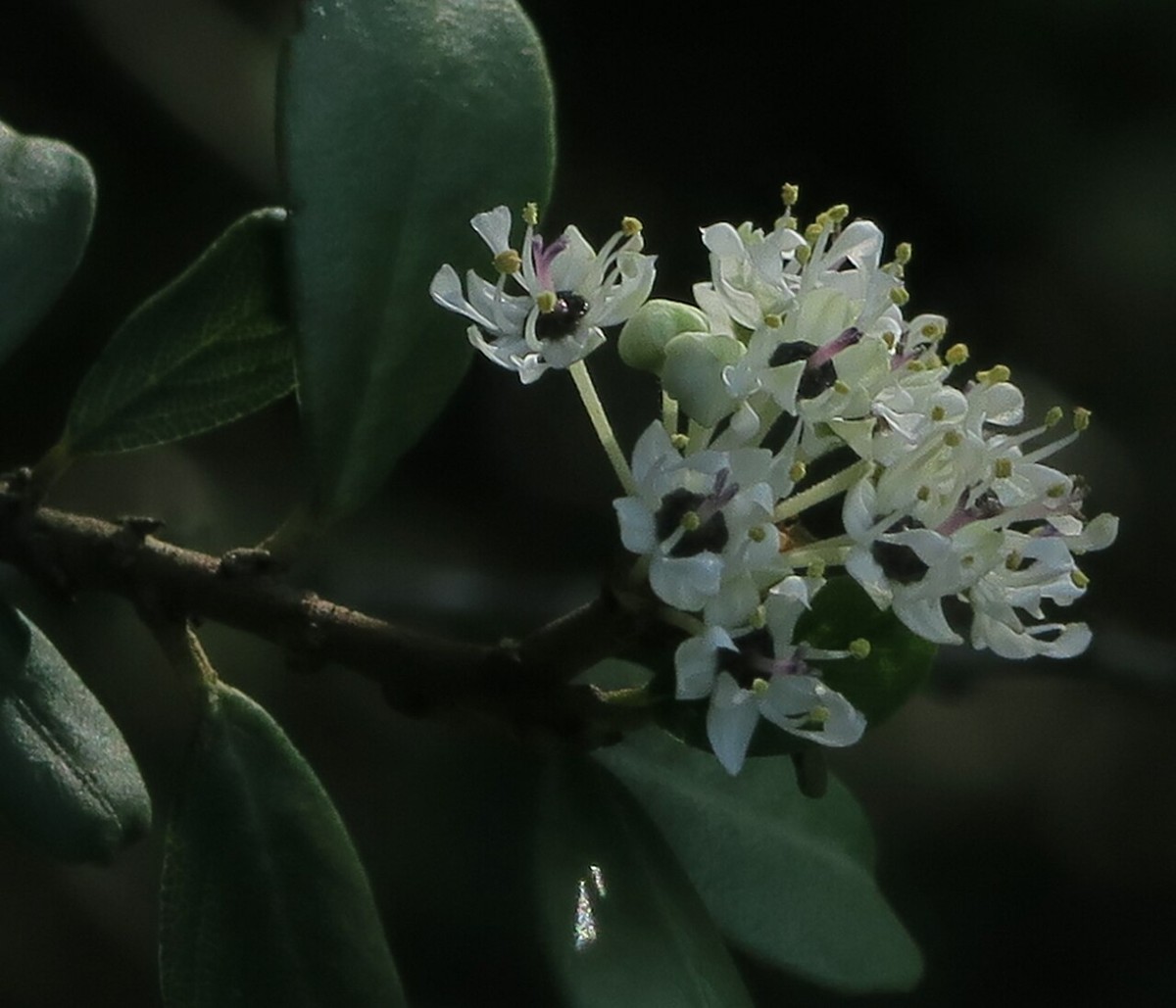 Bigpod Ceanothus (Ceanothus megacarpus) - PlantNative.org Close-up of Bigpod ceanothus (Ceanothus megacarpus) small white flower clusters and leathery gray-green leaves