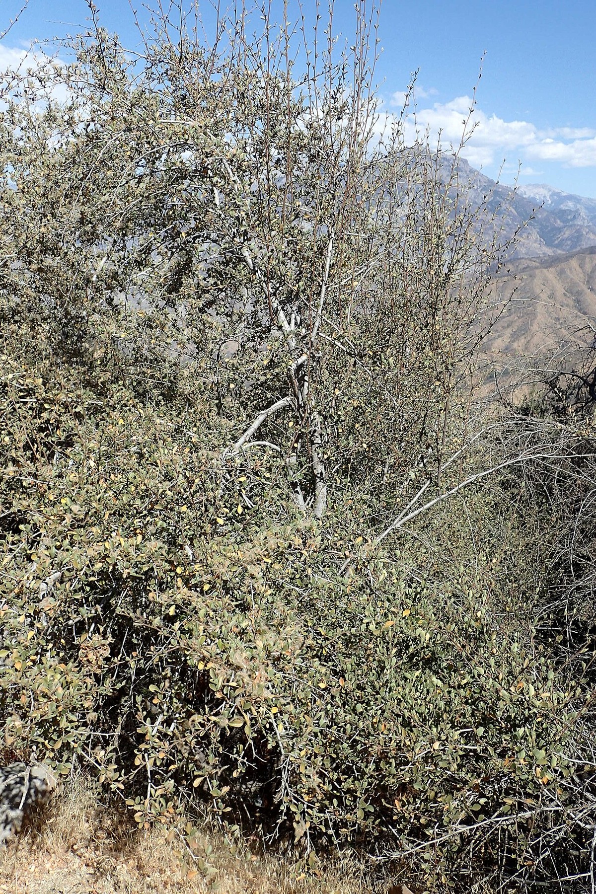 Birchleaf Mountain Mahogany (Cercocarpus betuloides) - PlantNative.org Birchleaf mountain mahogany (Cercocarpus betuloides) large shrub growing on a foothill slope with mountain backdrop