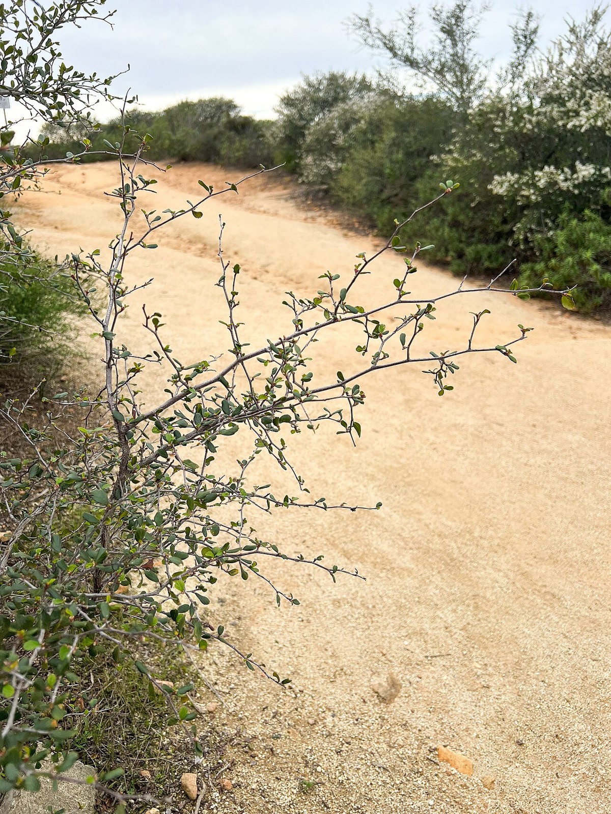Birchleaf Mountain Mahogany (Cercocarpus betuloides) - PlantNative.org Young Birchleaf mountain mahogany (Cercocarpus betuloides) plant showing small wedge-shaped toothed leaves