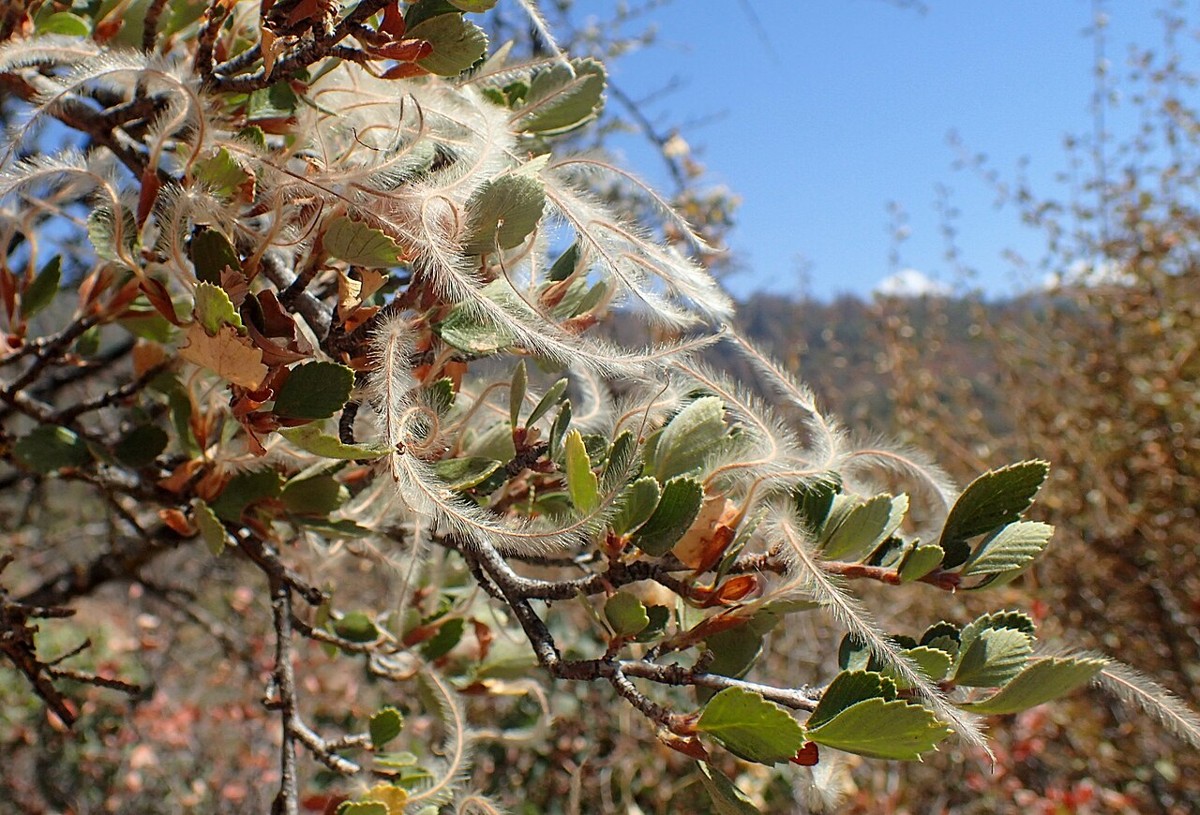 Birchleaf Mountain Mahogany (Cercocarpus betuloides) - PlantNative.org Close-up of the silvery, twisted seed plumes of Birchleaf mountain mahogany (Cercocarpus betuloides)