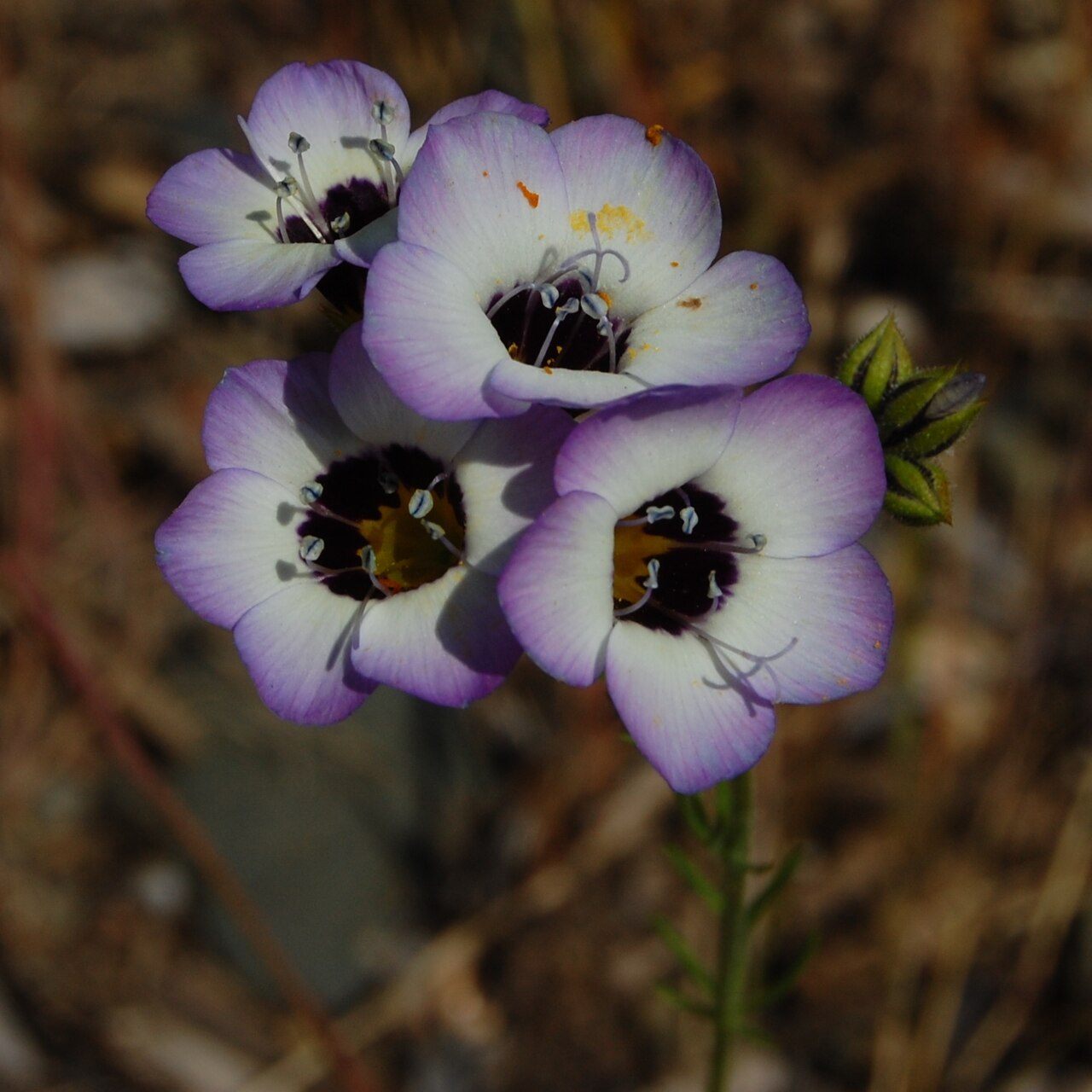 Bird's Eyes (Gilia tricolor) - PlantNative.org Close-up of four bird's eyes flowers showing the pale lavender outer lobes, white ring, and dark purple throat with gold markings