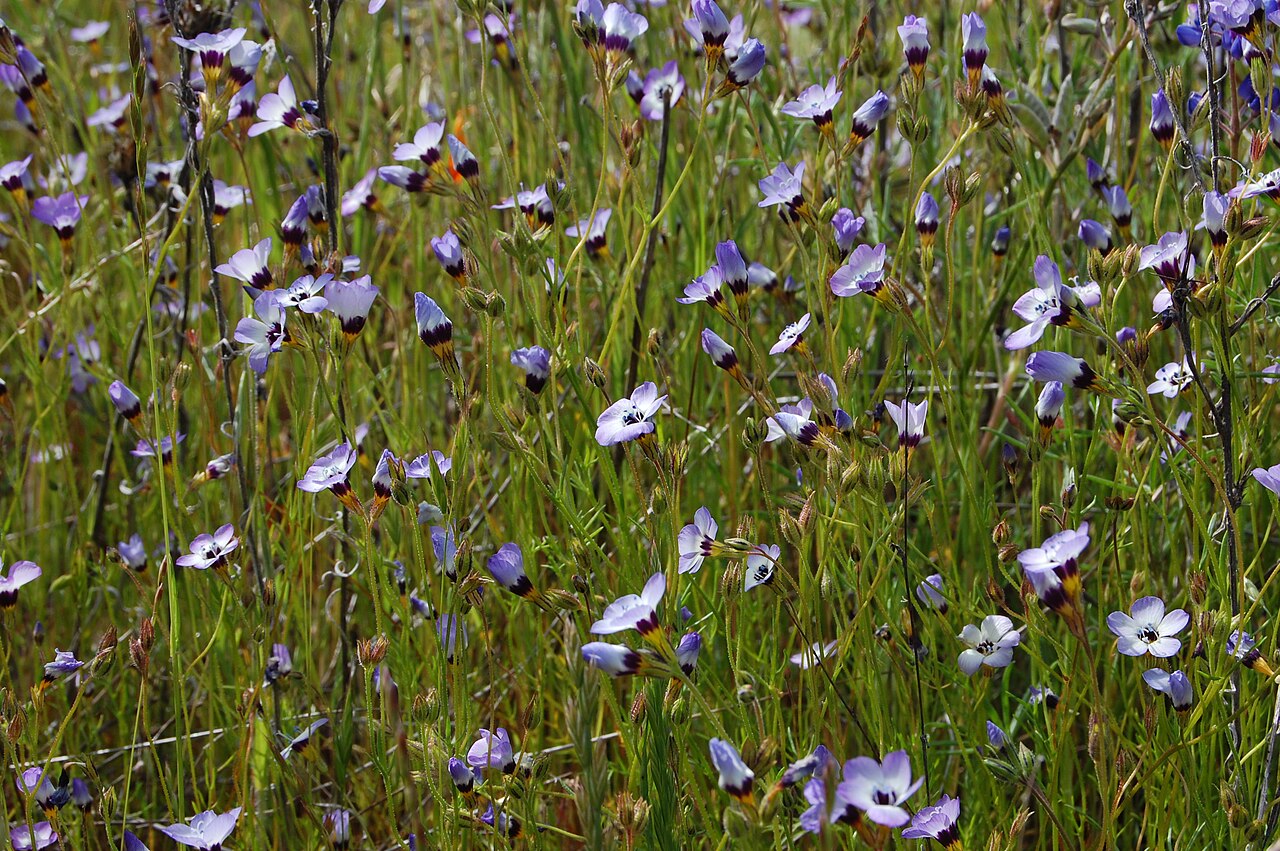 Bird's Eyes (Gilia tricolor) - PlantNative.org Meadow of bird's eyes (Gilia tricolor) with many pale lavender funnel-shaped flowers marked with dark purple throats, growing at Almaden Quicksilver County Park