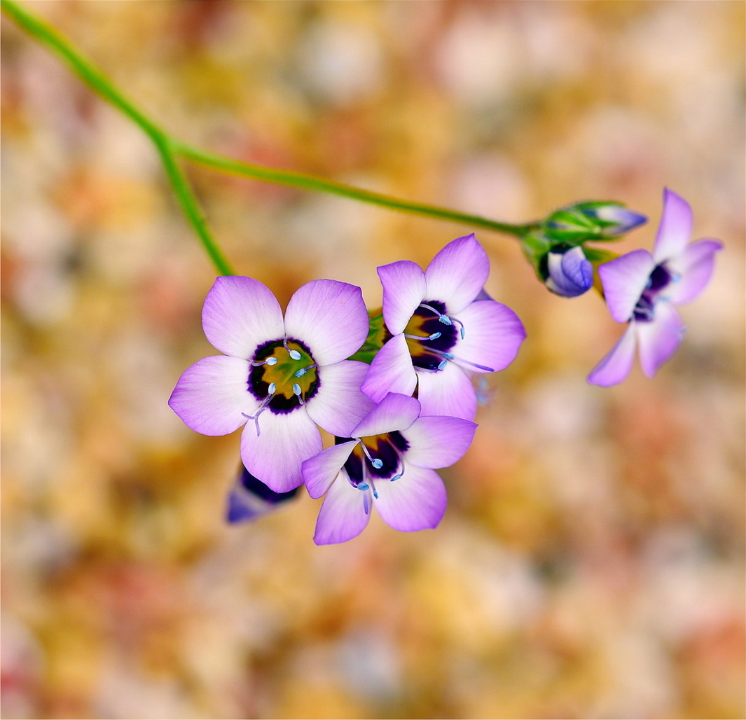 Bird's Eyes (Gilia tricolor) - PlantNative.org Bird's eyes flowers showing pale blue pollen on the stamens against the dark purple throat