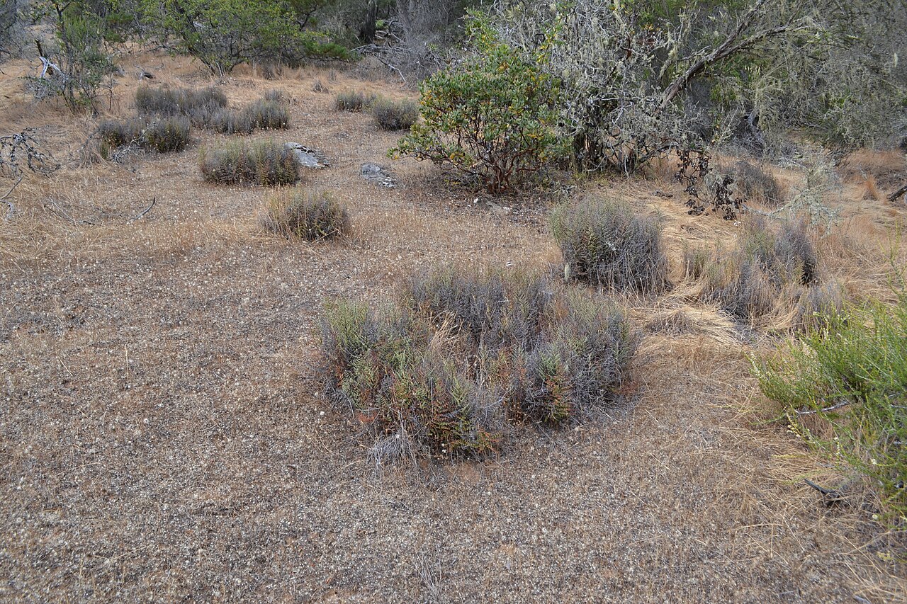 Bird's foot fern (Pellaea mucronata) colonies growing among chaparral shrubs on a dry, sandy slope
