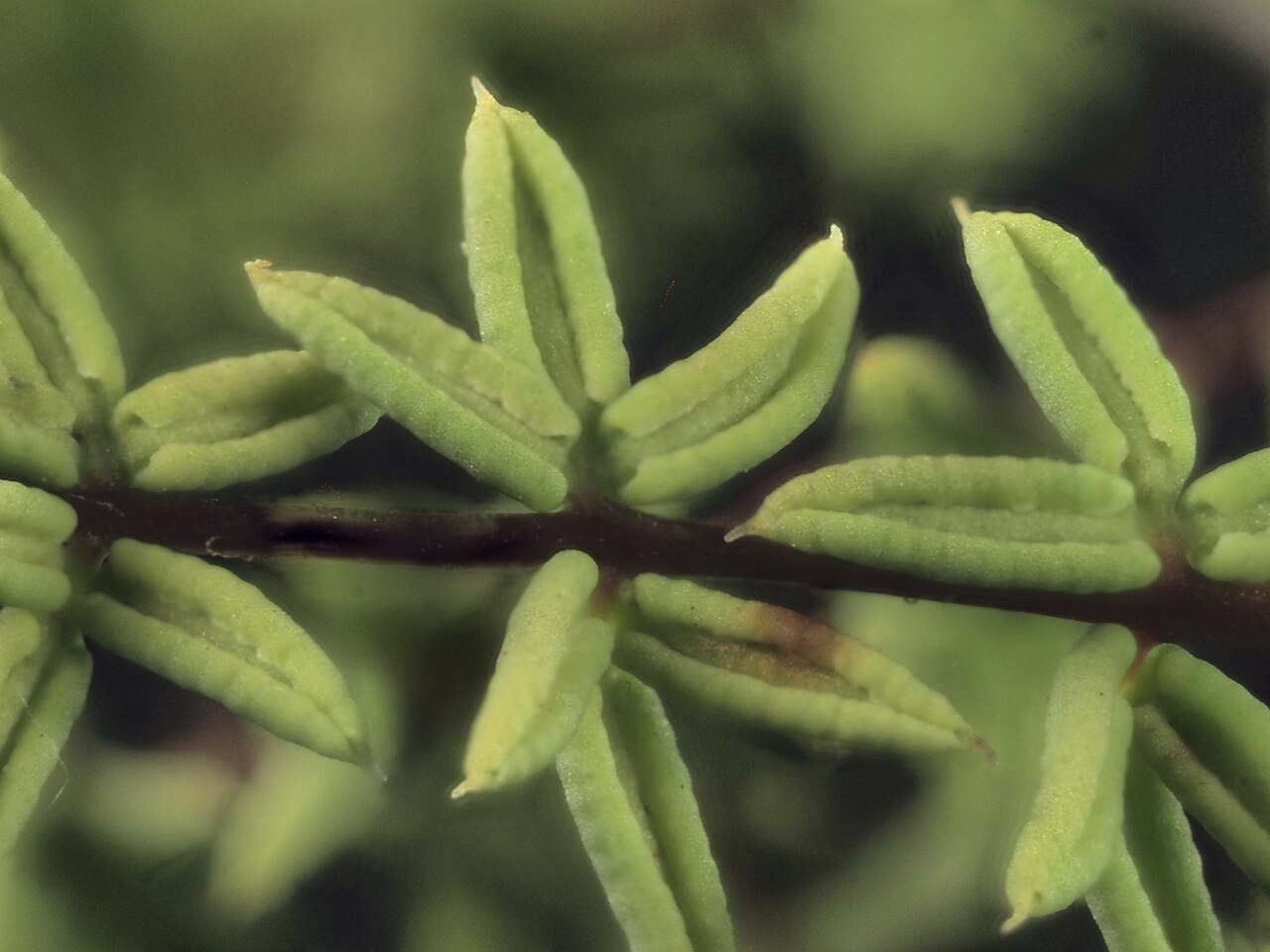Close-up of bird's foot fern (Pellaea mucronata) leaflets showing their sharply pointed mucronate tips