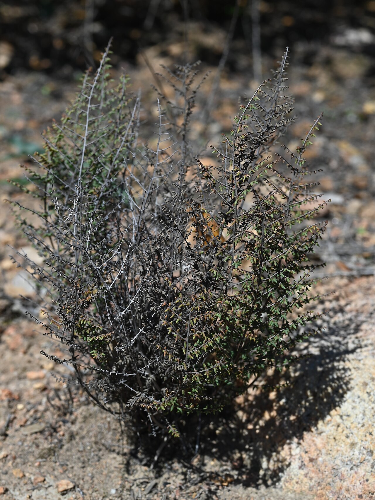 Bird's foot fern (Pellaea mucronata) growing as a compact wiry rosette from a granite outcrop