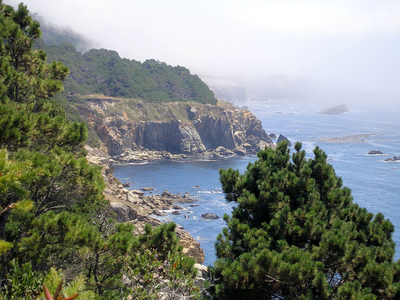 Bishop Pine (Pinus muricata) - PlantNative.org Bishop pines growing above a fog-shrouded rocky California coastline
