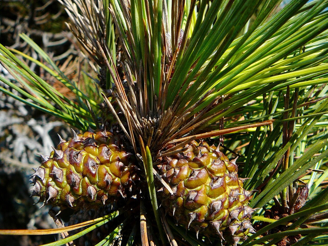Bishop Pine (Pinus muricata) - PlantNative.org Close-up of two prickly, asymmetrical Bishop pine cones clustered among two-needle fascicles
