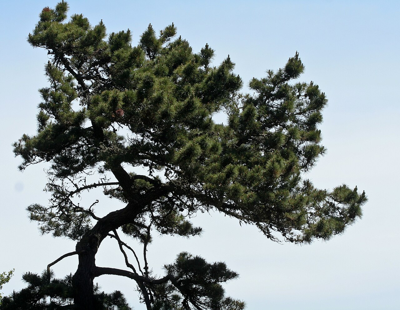 Bishop Pine (Pinus muricata)