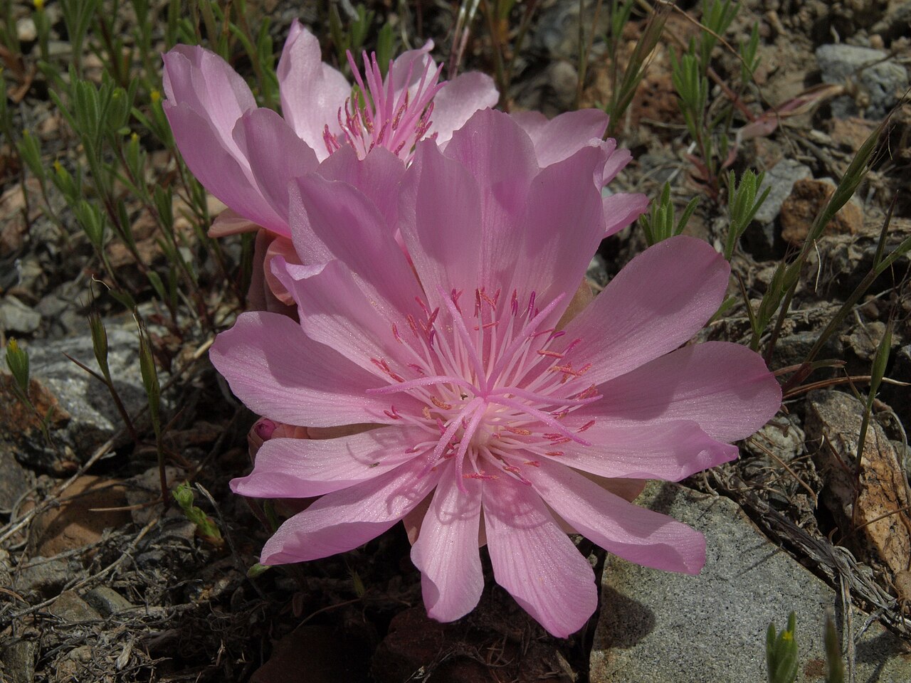 Bitterroot (Lewisia rediviva) - PlantNative.org Close-up of a vivid pink bitterroot (Lewisia rediviva) flower with many pointed petals and numerous pink stamens, Pine Nut Mountains, Nevada