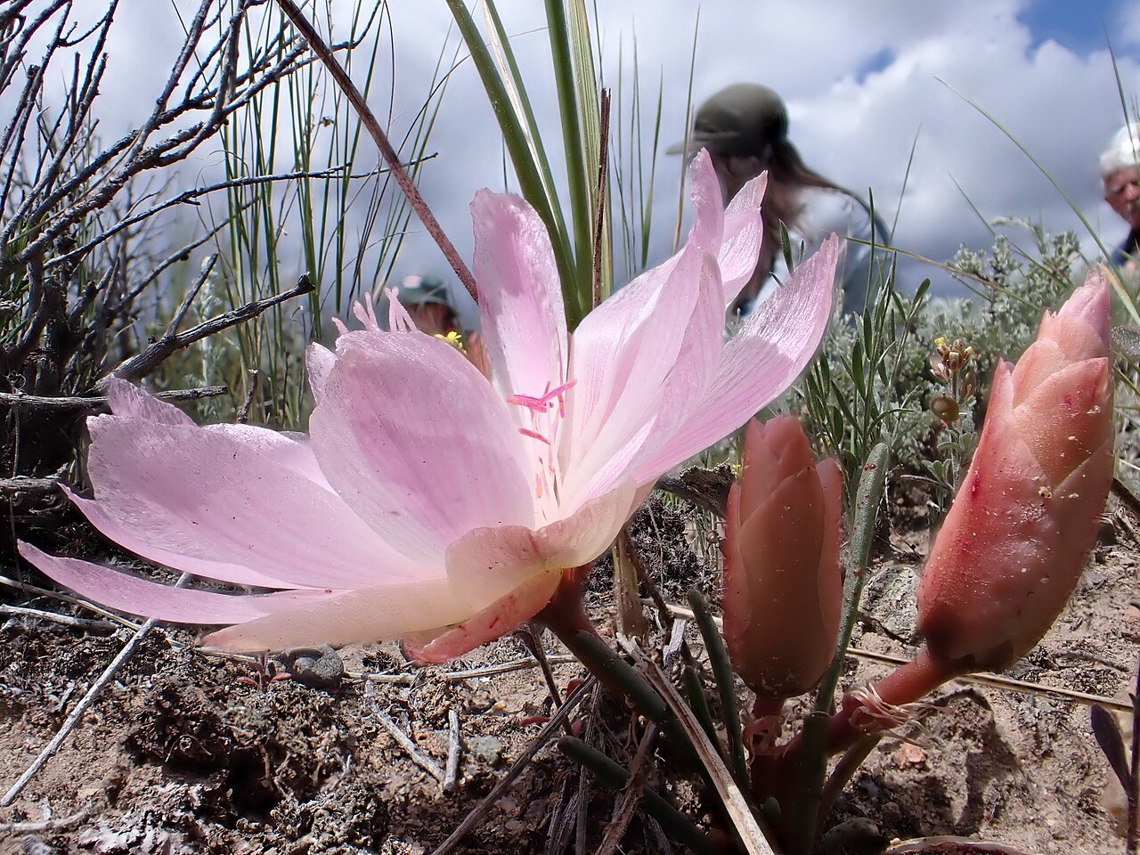 Bitterroot (Lewisia rediviva) - PlantNative.org Bitterroot (Lewisia rediviva) flower and unopened buds growing in sagebrush steppe near Bannack, Montana