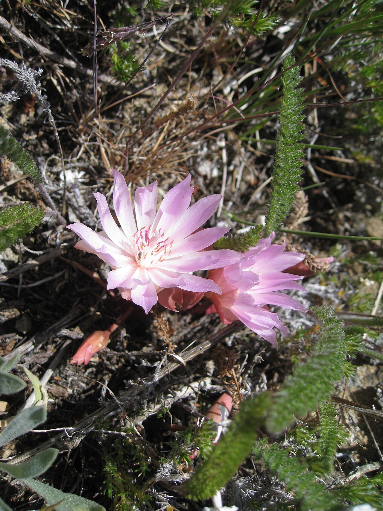 Bitterroot (Lewisia rediviva) - PlantNative.org Bitterroot (Lewisia rediviva) pale pink flowers blooming directly from bare rocky ground on Tronsen Ridge, Washington