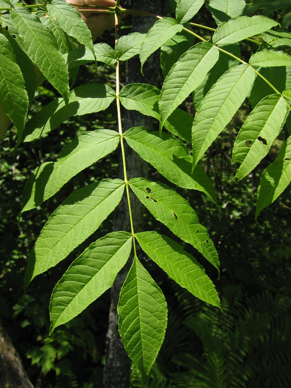 Black Ash (Fraxinus nigra) - PlantNative.org Close-up of a Black Ash (Fraxinus nigra) compound leaf with narrow, finely toothed, stalkless leaflets