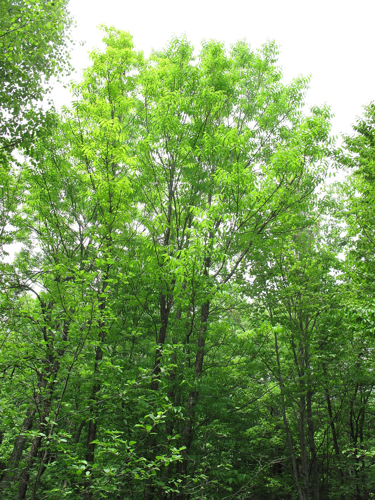 Black Ash (Fraxinus nigra) - PlantNative.org Black Ash (Fraxinus nigra) trees with bright green spring foliage growing in a wet lowland forest