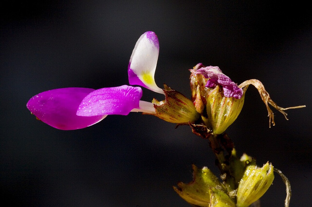 Black Dalea (Dalea frutescens) - PlantNative.org Black Dalea (Dalea frutescens) magenta pea-like flower with white and yellow banner petal