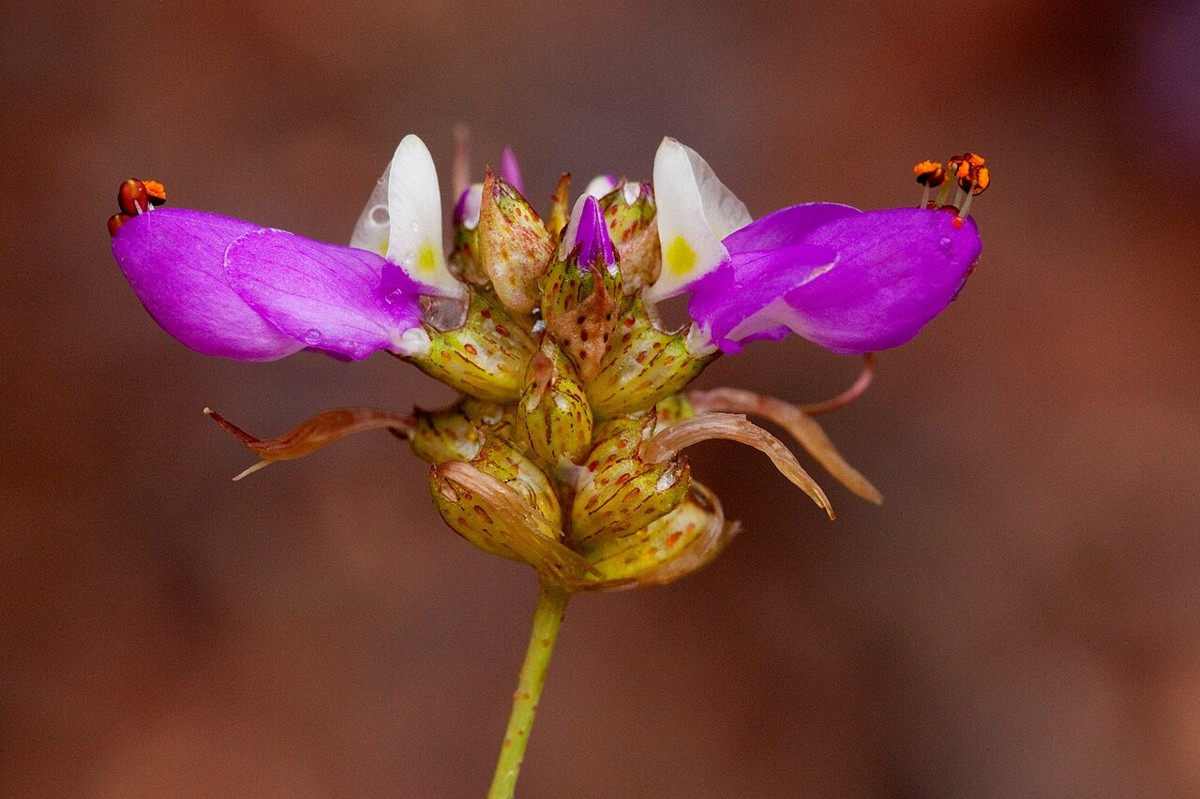Black Dalea (Dalea frutescens) - PlantNative.org Black Dalea (Dalea frutescens) flower spike with multiple magenta flowers and orange-tipped stamens