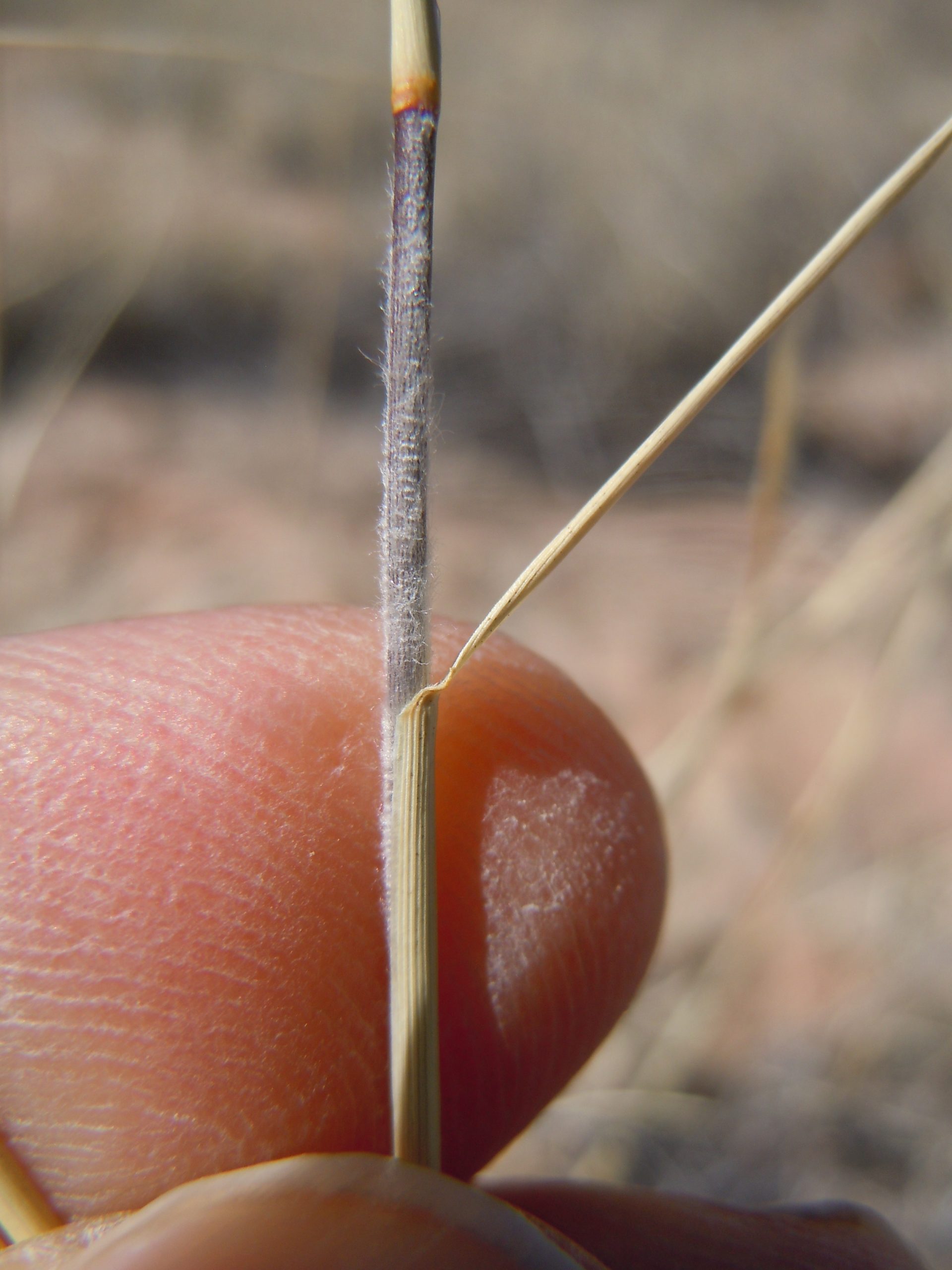 Black Grama (Bouteloua eriopoda) - PlantNative.org Close-up of black grama stolon node showing the dense woolly white hairs used for identification