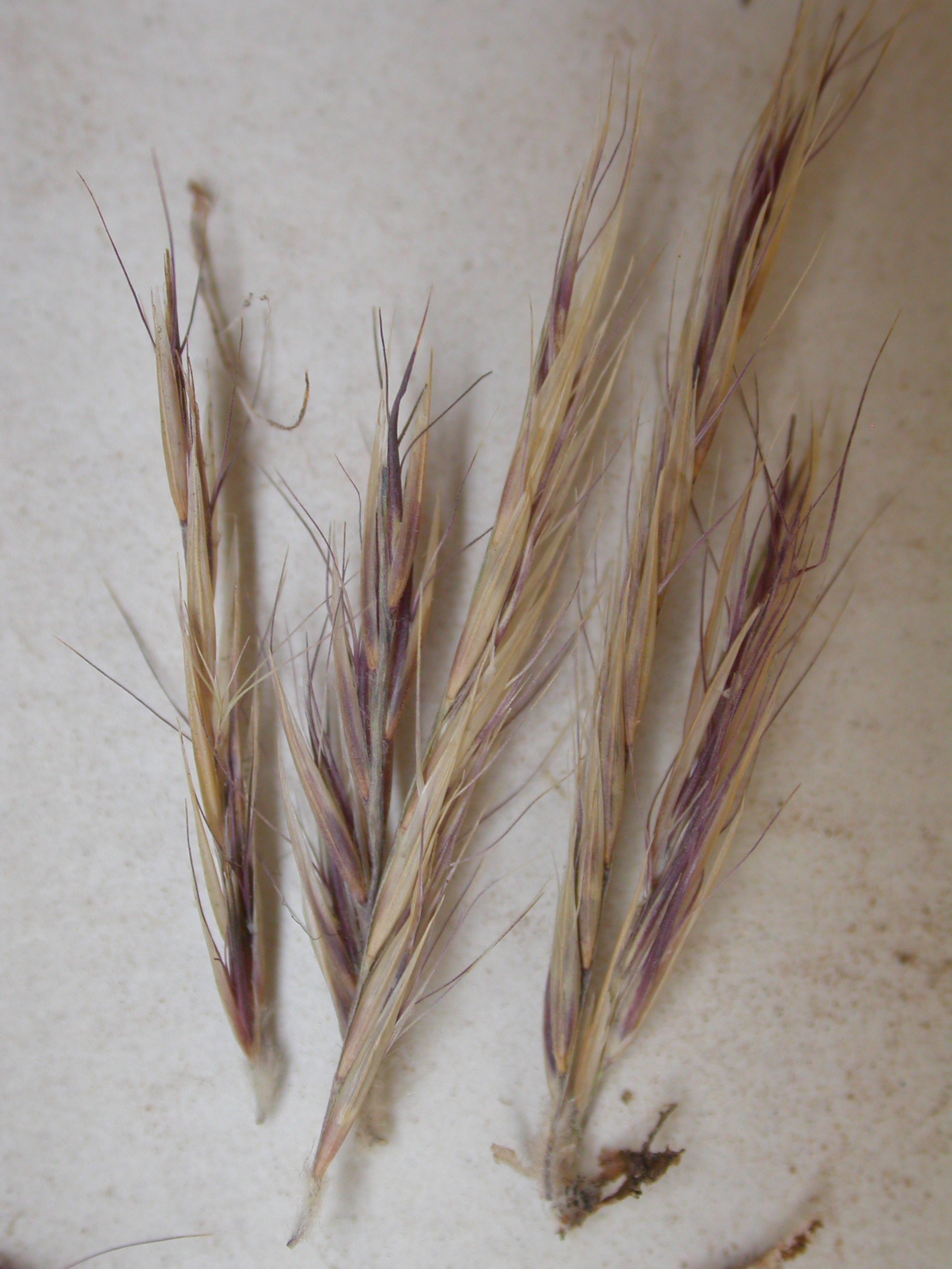 Black Grama (Bouteloua eriopoda) - PlantNative.org Black grama curved dark spikelets collected and laid out on a pale surface