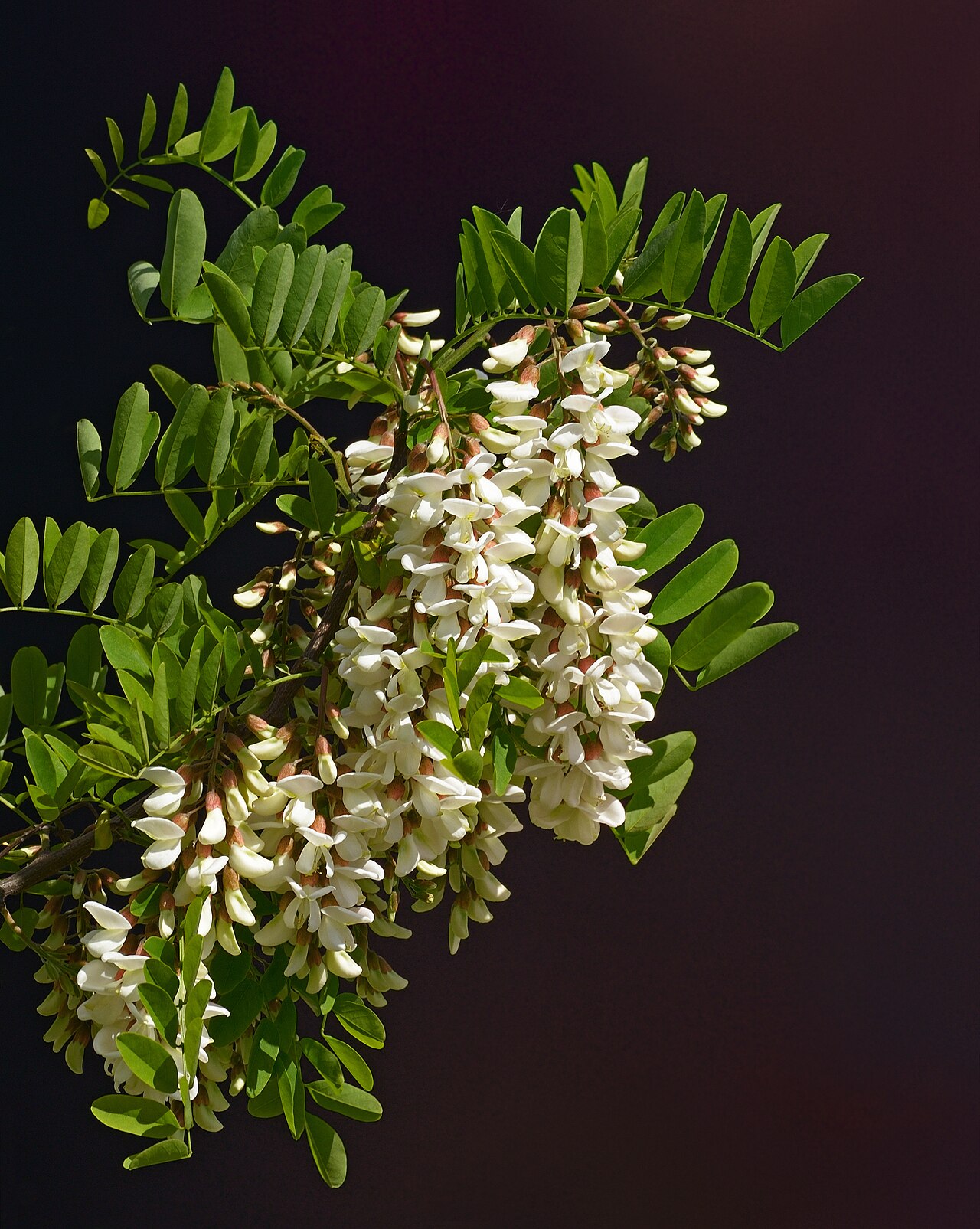 Black Locust (Robinia pseudoacacia) - PlantNative.org Close-up of fragrant white pea-shaped flower clusters and compound leaves of black locust (Robinia pseudoacacia)