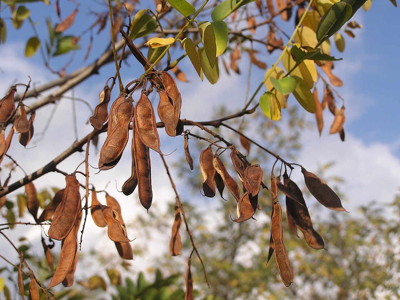 Black Locust (Robinia pseudoacacia) - PlantNative.org Flat brown seed pods of black locust (Robinia pseudoacacia) hanging from bare winter branches