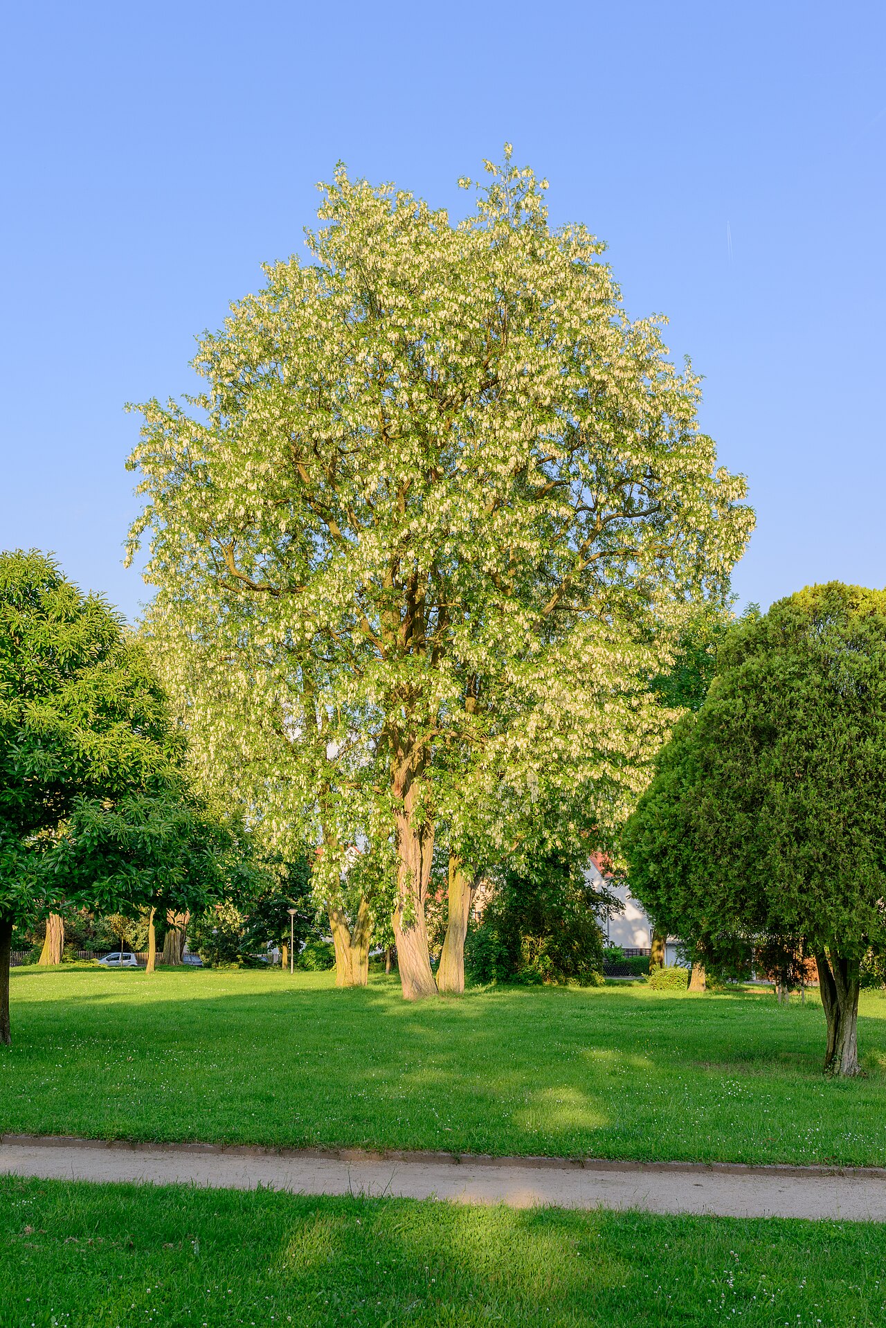 Black Locust (Robinia pseudoacacia) - PlantNative.org Mature black locust (Robinia pseudoacacia) tree in full white bloom in a park setting