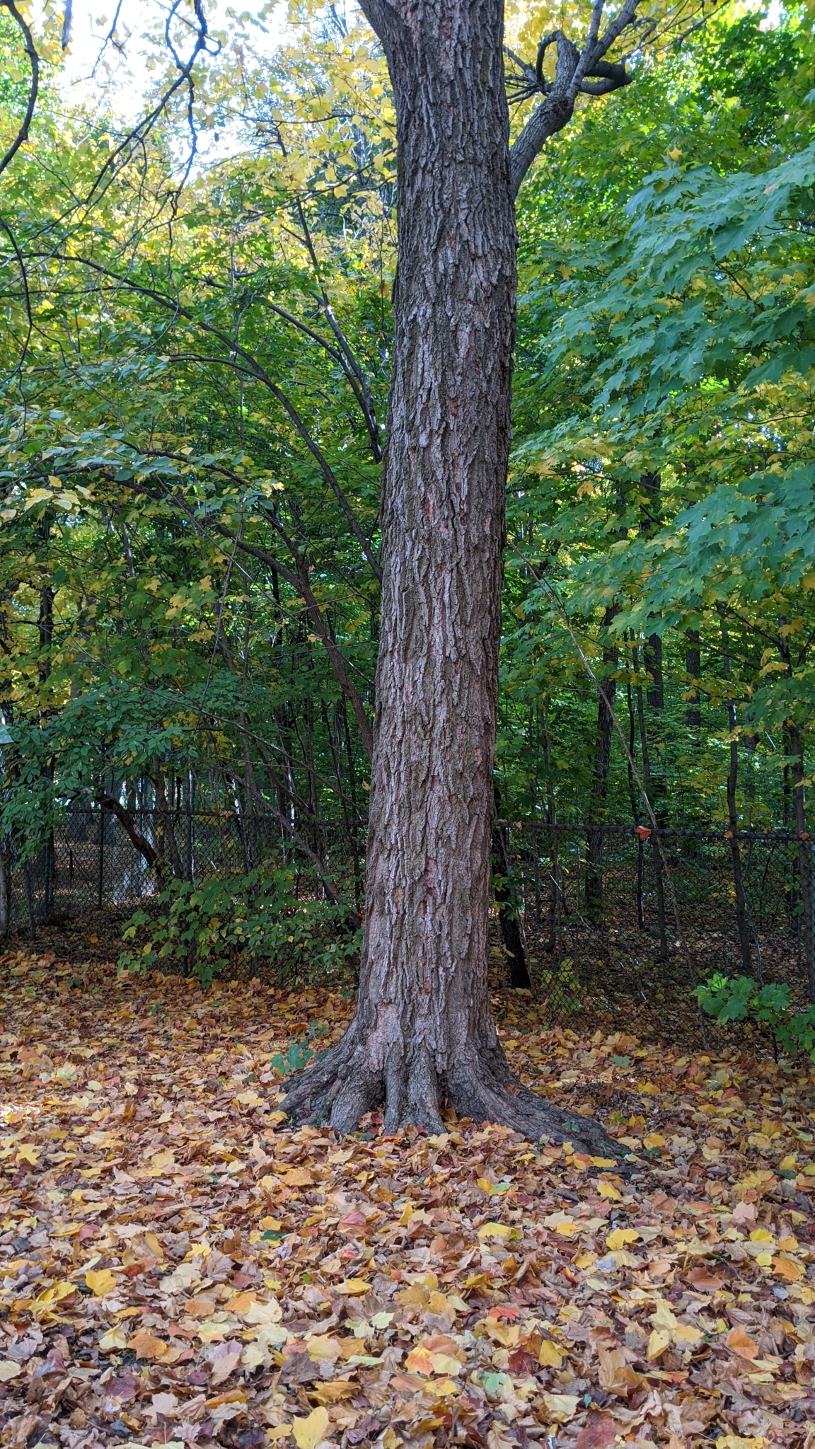 Black Maple (Acer nigrum) - PlantNative.org Close-up of black maple (Acer nigrum) trunk showing dark, deeply furrowed bark