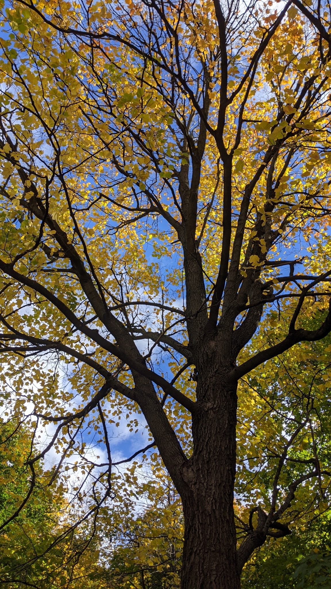 Black Maple (Acer nigrum) - PlantNative.org Black maple (Acer nigrum) canopy and branching structure viewed from below in fall