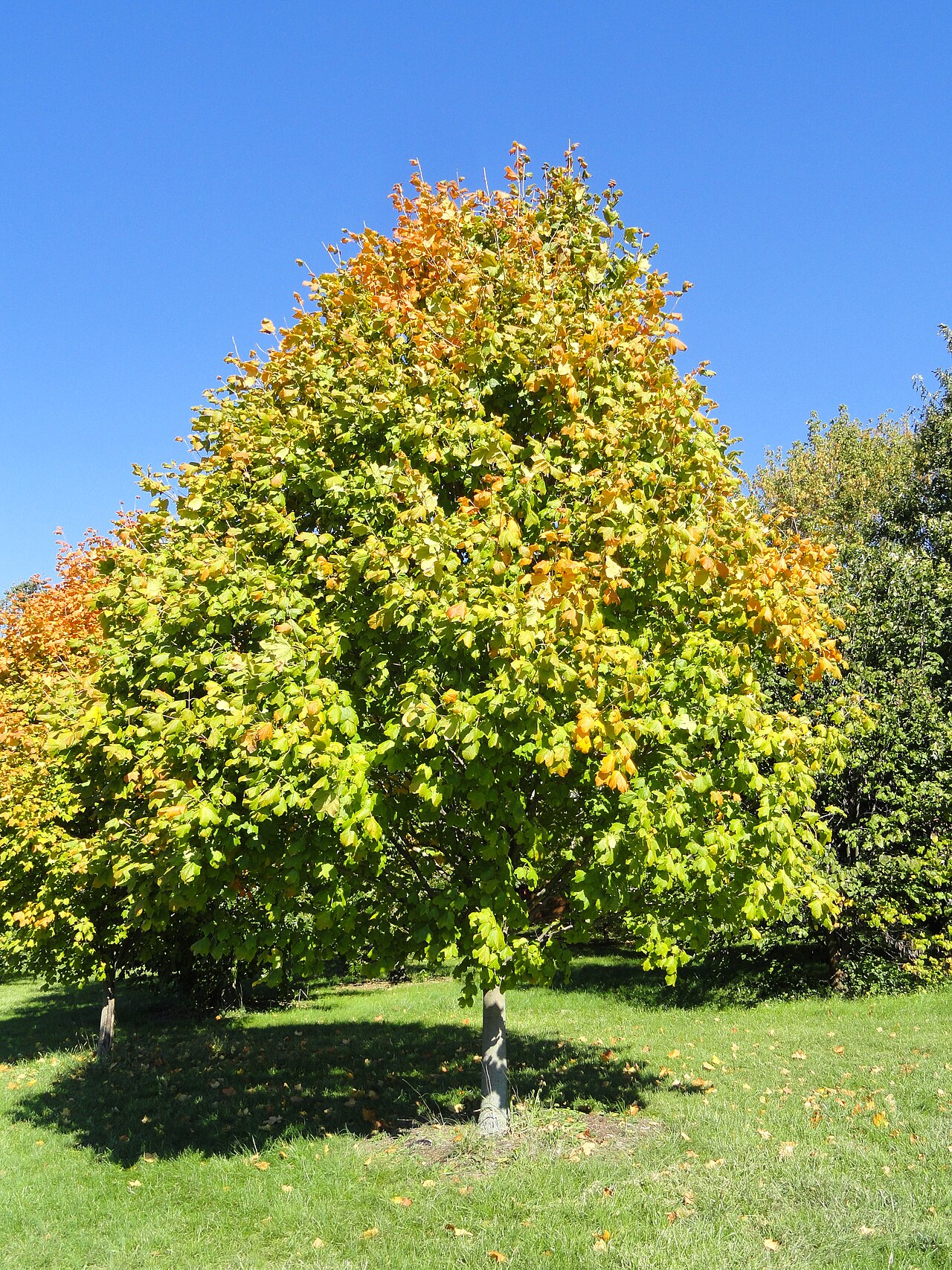 Black Maple (Acer nigrum) - PlantNative.org Black maple (Acer nigrum) specimen tree in early fall color showing its dense rounded crown