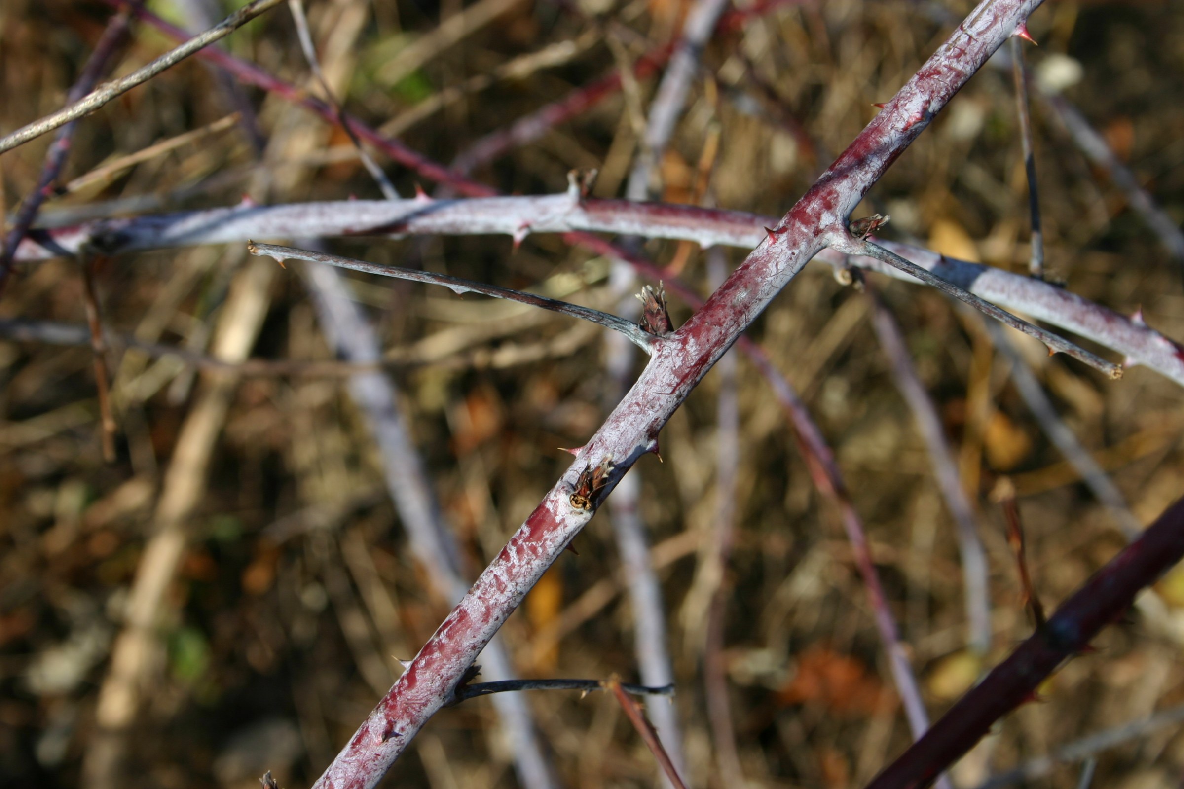 Black Raspberry (Rubus occidentalis) winter canes showing the characteristic whitish, powdery bloom and curved thorns