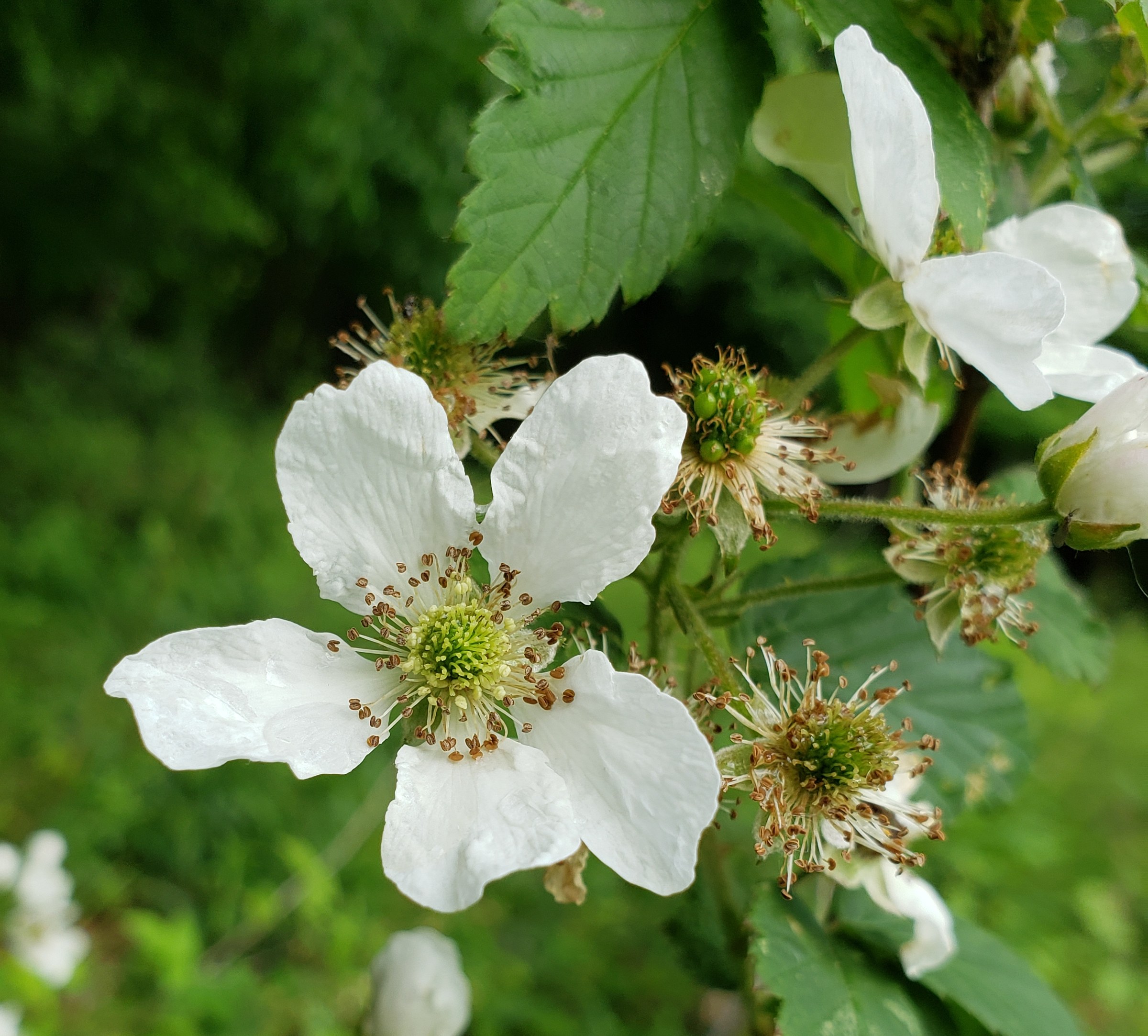 Close-up of Black Raspberry (Rubus occidentalis) white flower with five petals shorter than the sepals, surrounded by numerous stamens