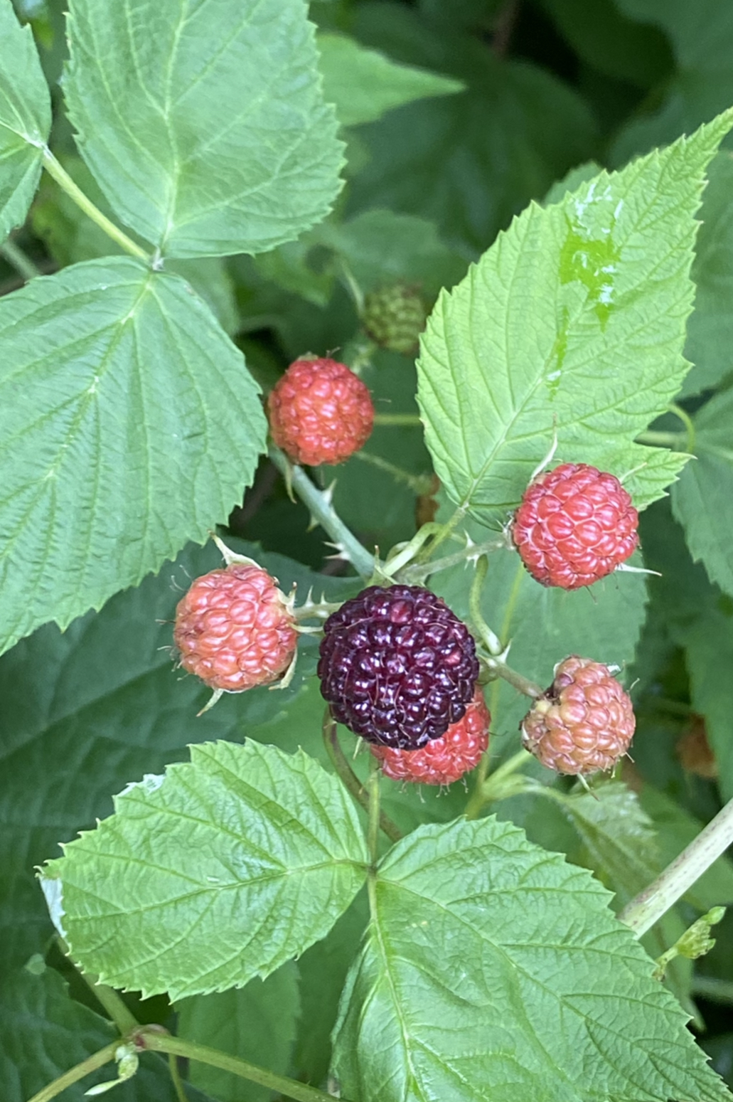 Black Raspberry (Rubus occidentalis)