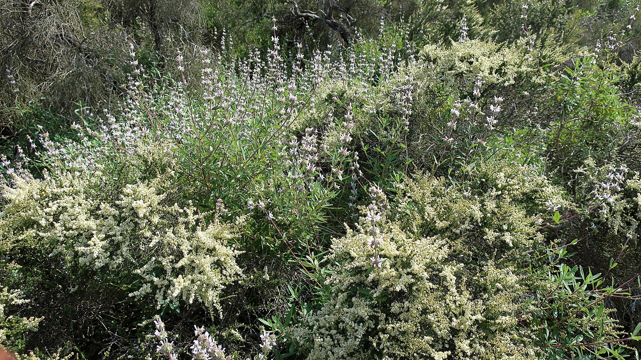Black Sage (Salvia mellifera) - PlantNative.org Black sage (Salvia mellifera) in full bloom with pale lavender flower spikes, growing beside chamise in a California chaparral garden