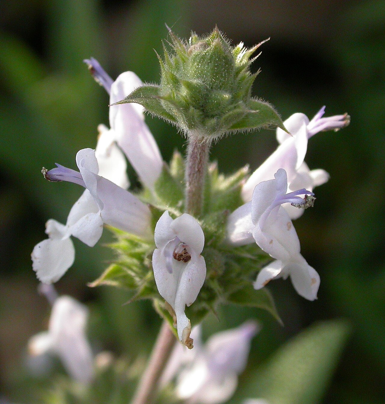 Black Sage (Salvia mellifera) - PlantNative.org Close-up of black sage (Salvia mellifera) flower cluster showing pale lavender-white two-lipped flowers with protruding stamens