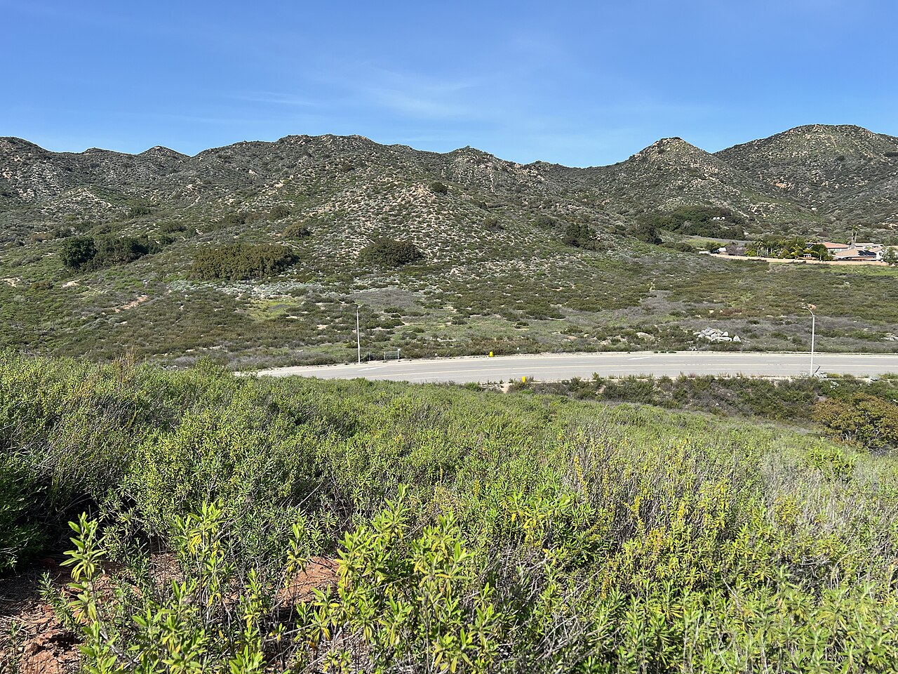 Black Sage (Salvia mellifera) - PlantNative.org Coastal sage scrub hillside in Southern California dominated by black sage (Salvia mellifera) and other low aromatic shrubs