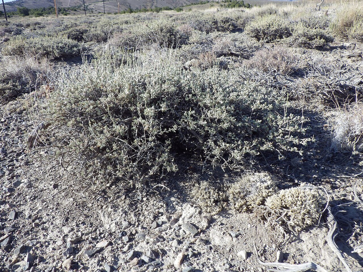 Black Sagebrush (Artemisia nova) - PlantNative.org Close-up of a dense gray-green black sagebrush (Artemisia nova) shrub showing its tight cushion form and small leaves