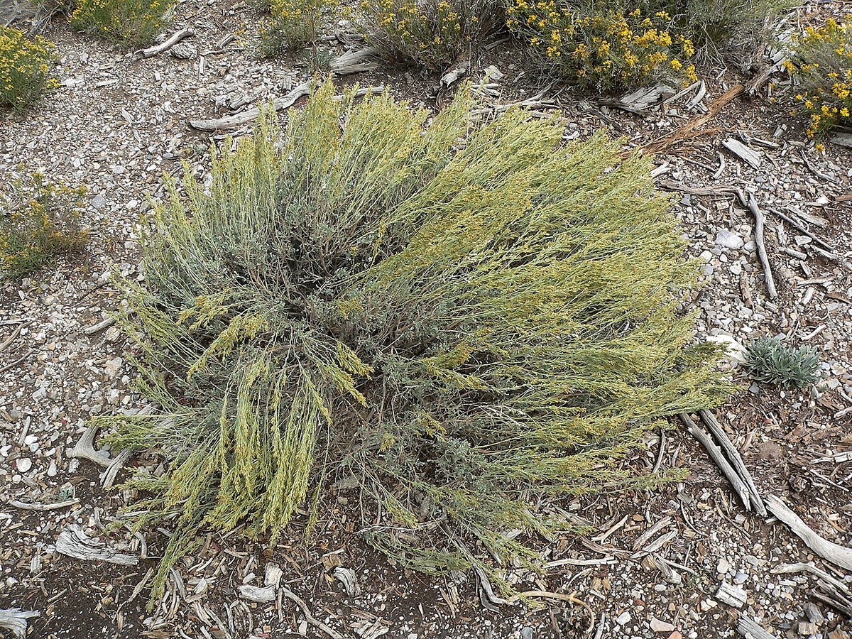 Black Sagebrush (Artemisia nova) - PlantNative.org Black sagebrush (Artemisia nova) low rounded cushion shrub growing on gravelly ground near Lee Canyon, Nevada