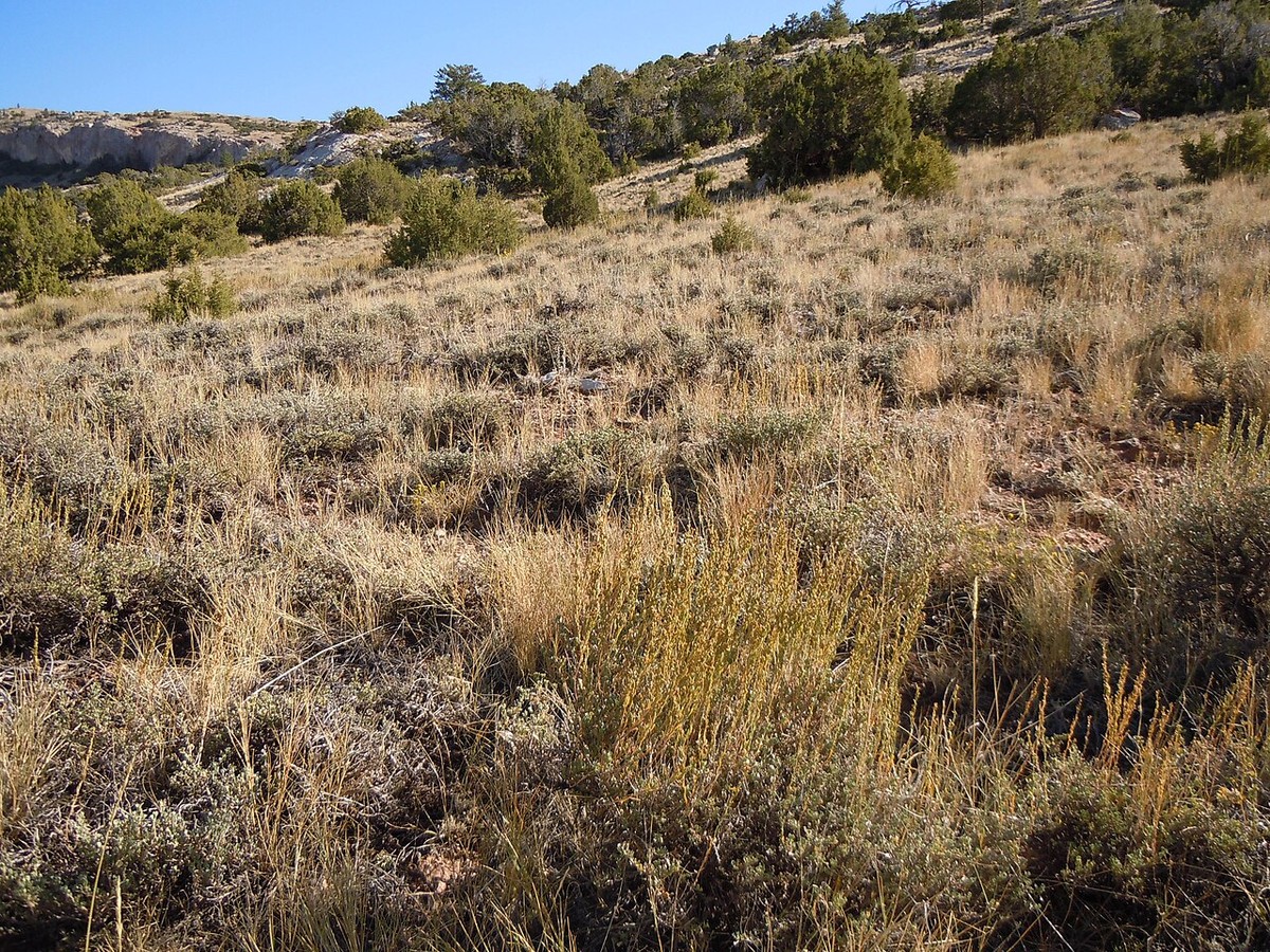 Black Sagebrush (Artemisia nova) - PlantNative.org Black sagebrush and bunchgrass habitat on a rocky hillside with juniper in the background