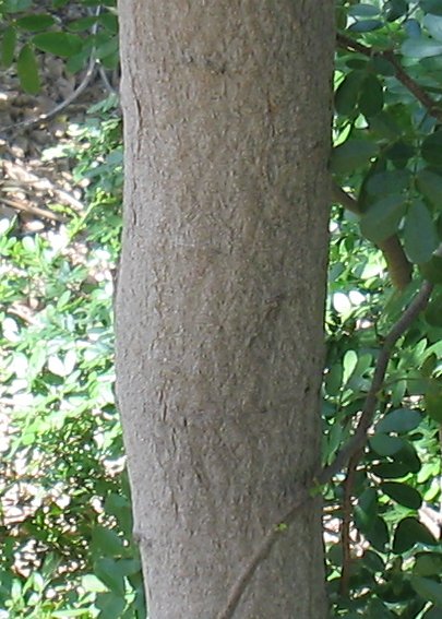 Blackbrush Acacia (Vachellia rigidula) - PlantNative.org Close-up of Blackbrush Acacia (Vachellia rigidula) dark gray bark