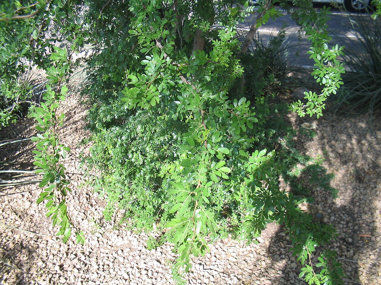Blackbrush Acacia (Vachellia rigidula) - PlantNative.org Blackbrush Acacia (Vachellia rigidula) branch showing fine bipinnate compound leaves and thorny stems