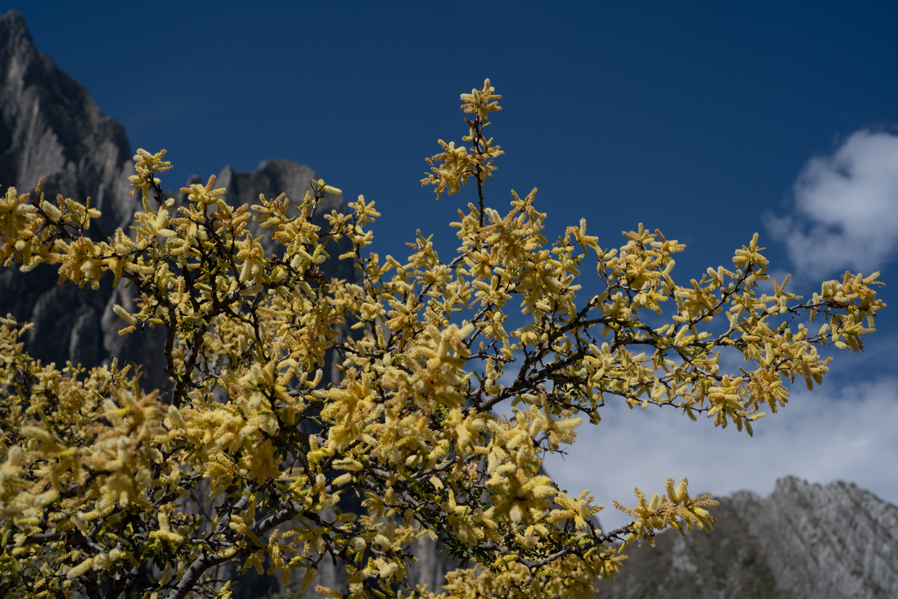 Blackbrush Acacia (Vachellia rigidula) - PlantNative.org Blackbrush Acacia (Vachellia rigidula) flowering branch covered in pale yellow fuzzy puffball flowers against a blue sky